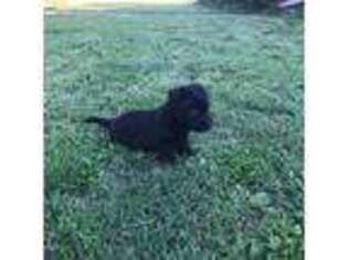 Scottish Terrier Puppy for sale in Hope, KS, USA