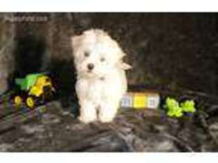 Maltese Puppy for sale in Barnett, MO, USA
