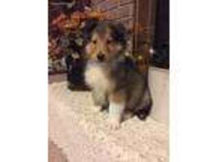 Collie Puppy for sale in Lewisport, KY, USA