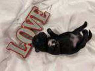 Coton de Tulear Puppy for sale in Kyle, TX, USA