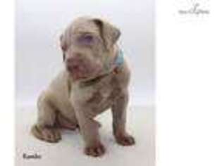 Great Dane Puppy for sale in Bowling Green, KY, USA