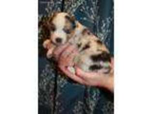 Miniature Australian Shepherd Puppy for sale in Mount Pleasant, PA, USA