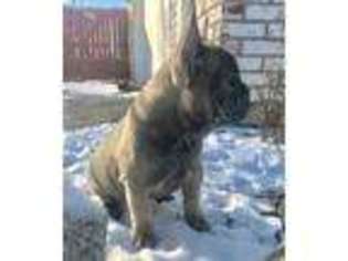French Bulldog Puppy for sale in Cincinnati, OH, USA