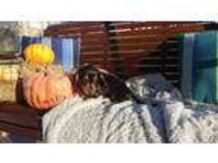 Dachshund Puppy for sale in Baltic, OH, USA