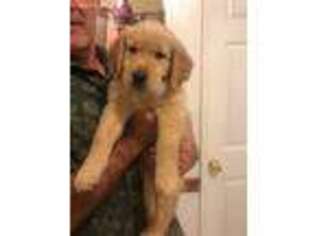 Golden Retriever Puppy for sale in Gilroy, CA, USA