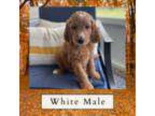 Goldendoodle Puppy for sale in Sumter, SC, USA