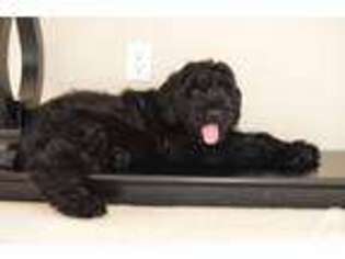 Black Russian Terrier Puppy for sale in OREGON CITY, OR, USA