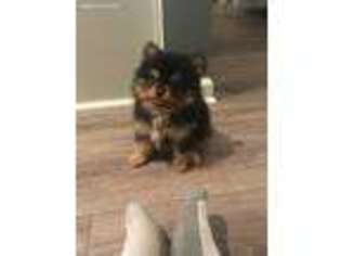 Pomeranian Puppy for sale in Spring Hill, TN, USA