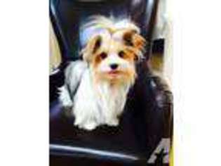 Yorkshire Terrier Puppy for sale in TRACY, CA, USA