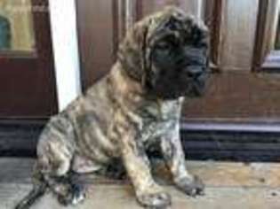 Mastiff Puppy for sale in Cambria, CA, USA