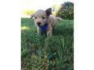 Goldendoodle Puppy for sale in Auburntown, TN, USA