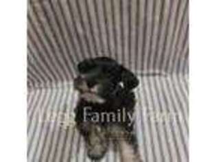 Mutt Puppy for sale in Norman, OK, USA