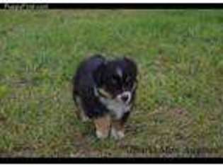 Miniature Australian Shepherd Puppy for sale in Shawnee, OK, USA