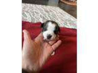 Staffordshire Bull Terrier Puppy for sale in Bakersfield, CA, USA