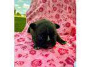 French Bulldog Puppy for sale in Dover, OH, USA