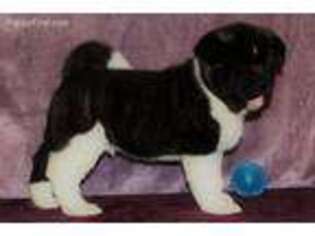 Akita Puppy for sale in Spanaway, WA, USA