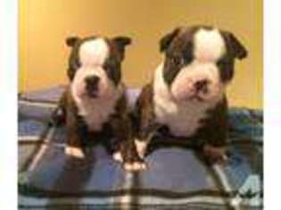 Boston Terrier Puppy for sale in OREGON CITY, OR, USA