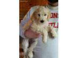 Goldendoodle Puppy for sale in Clear Lake, WI, USA