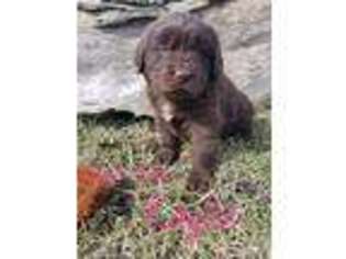 Newfoundland Puppy for sale in Radcliffe, IA, USA