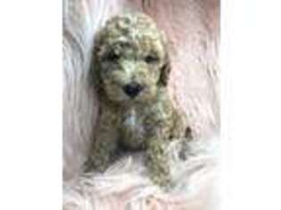 Mutt Puppy for sale in Edmonds, WA, USA