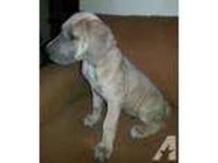 Great Dane Puppy for sale in MANITOU SPRINGS, CO, USA