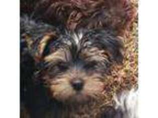 Yorkshire Terrier Puppy for sale in Albany, GA, USA