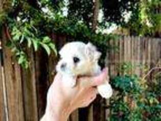 Maltese Puppy for sale in Beverly Hills, CA, USA