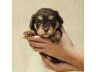 Cavapoo Puppy for sale in Dunnville, KY, USA