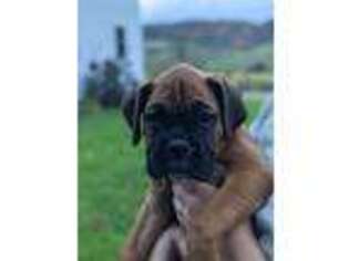 Boxer Puppy for sale in Pine Grove, PA, USA