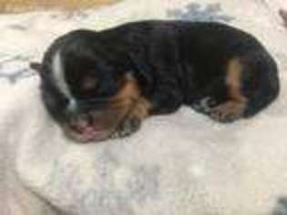 Cavalier King Charles Spaniel Puppy for sale in Madison, WI, USA