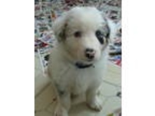Border Collie Puppy for sale in Sparta, MI, USA