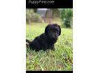 Labradoodle Puppy for sale in Ocoee, TN, USA