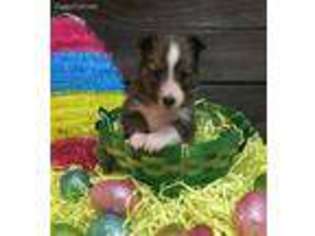 Shetland Sheepdog Puppy for sale in Creswell, OR, USA