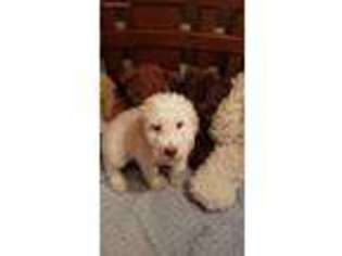 Goldendoodle Puppy for sale in Farmington, UT, USA