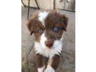 Australian Shepherd Puppy for sale in Clint, TX, USA