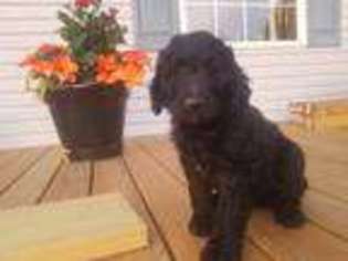 Goldendoodle Puppy for sale in Halifax, PA, USA
