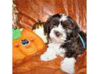 Havanese Puppy for sale in Foley, MN, USA