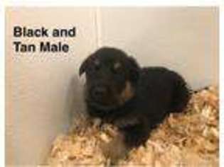 German Shepherd Dog Puppy for sale in Perkasie, PA, USA
