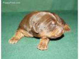 Doberman Pinscher Puppy for sale in Brinkley, AR, USA