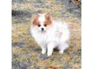 Pomeranian Puppy for sale in Mount Vernon, WA, USA