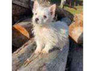 West Highland White Terrier Puppy for sale in Park Rapids, MN, USA