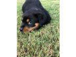 Rottweiler Puppy for sale in Wesley, AR, USA