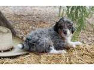 Border Collie Puppy for sale in Tonopah, AZ, USA