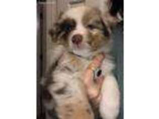 Australian Shepherd Puppy for sale in Douglasville, GA, USA