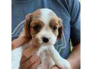 Cavalier King Charles Spaniel Puppy for sale in Galt, CA, USA