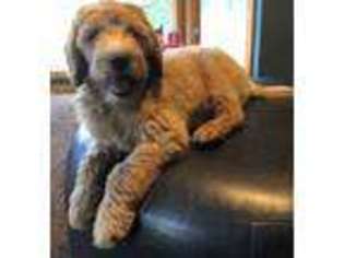 Goldendoodle Puppy for sale in Cashton, WI, USA