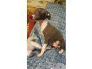 Italian Greyhound Puppy for sale in Collins, GA, USA
