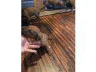 Rhodesian Ridgeback Puppy for sale in Tampa, FL, USA