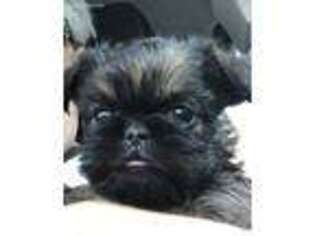 Brussels Griffon Puppy for sale in Fayetteville, GA, USA