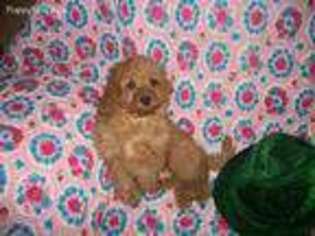 Cocker Spaniel Puppy for sale in Plymouth, WI, USA